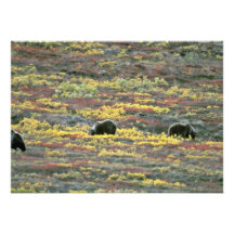 Grizzly bears, Denali National Park, Alaska Red fl Invitation