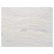 Grizzly bears, Denali National Park, Alaska Red fl Letterhead