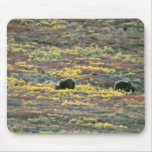 Grizzly bears, Denali National Park, Alaska Red fl Mouse Pad