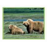 Grizzly Bears Postcards