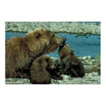 Grizzly Bears posters