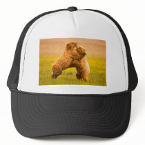Grizzly Bears Wrestling hats