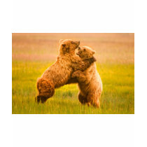 Grizzly Bears Wrestling t-shirts