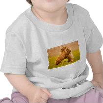 Grizzly Bears Wrestling t-shirts