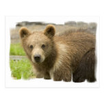 Grizzly Cub Postcard