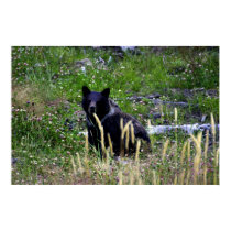 Grizzly Cub posters