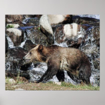 Grizzly Cub posters