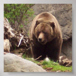 Grizzly Print