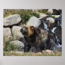 Grizzly posters