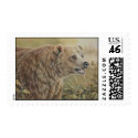##imgtitle## Grizzly Stamp