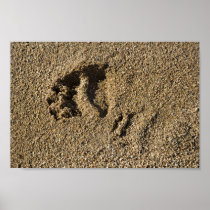 Grizzly track print