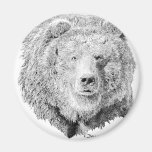 grizzly, bear, kodiak, brown