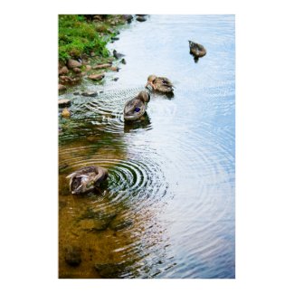 Grooming Ducks 2 print