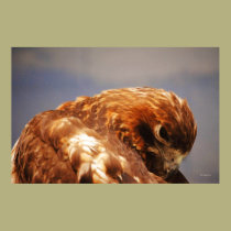 Grooming Hawk posters