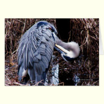 Grooming Heron cards