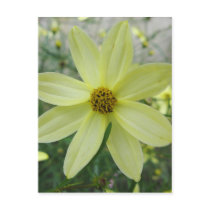 Groovy Petals Yellow Flower Postcard postcards
