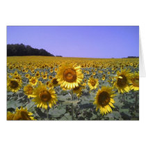 Groovy Sunflower Gifts Cards
