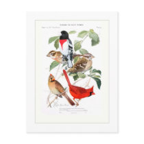 Grosbeak and Cardinal Post Card