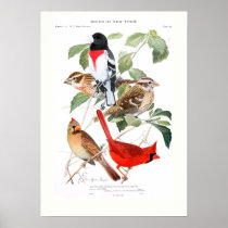 Grosbeak and Cardinal Poster