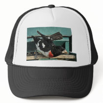 Grosbeak Birds hats