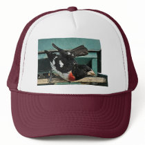 Grosbeak Birds hats