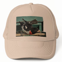 Grosbeak Birds hats