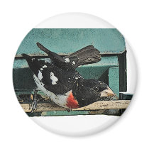 Grosbeak Birds magnets