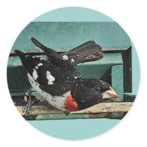 Grosbeak Birds Round Stickers
