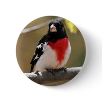 Grosbeak Button