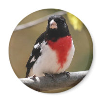Grosbeak Magnet