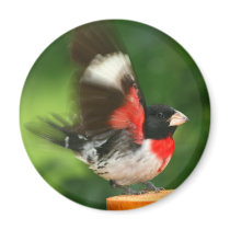 Grosbeak Magnet