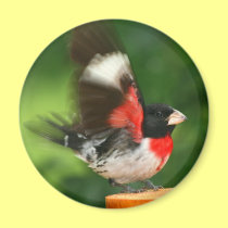 Grosbeak Magnet