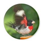 Grosbeak Magnet