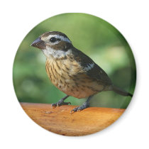 Grosbeak Magnet