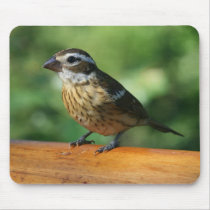 Grosbeak Mousepad
