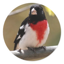 Grosbeak Stickers