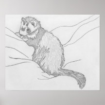 Ferret Sketch