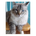 grouchy kitty postcard postcards