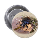 Ground Beetle ~ button