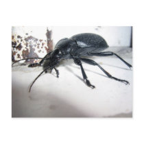 Ground Beetle postcards by florianesser Ground Beetle postcards