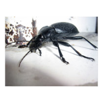 Ground Beetle posters