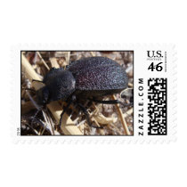 Ground Beetle Stamps by Harasmada Ground Beetle Stamps