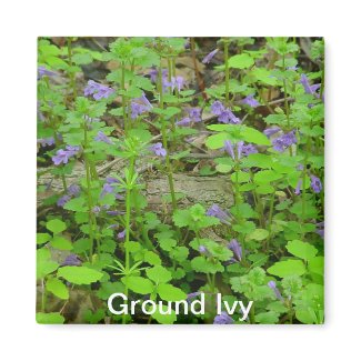 Ground Ivy Magnet magnet