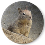 Ground Squirrel Buttons