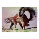 Ground squirrel greeting cards