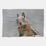 Ground Squirrel Kitchen Towels