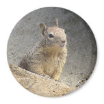 Ground Squirrel Refrigerator Magnet