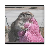 Ground Squirrel magnets by Congress_Arizona Ground Squirrel magnets