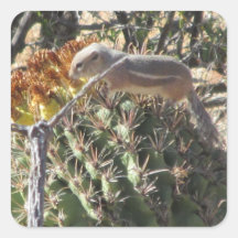 Ground Squirrel on Barrel Cactus Square Stickers