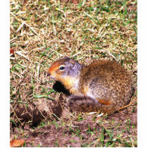 ground squirrel ornament photo sculptures by gbcimages3 ground squirrel ornament photo sculptures